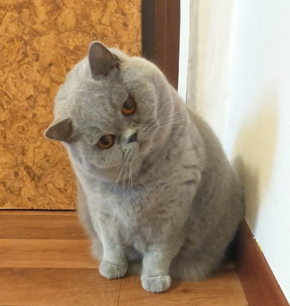 wattia_'s tweet photo. La piccola grande famiglia dei British #5036 🐻

 #catsofig #catsofinstagram #catsig #catsofworld #catsoftwitter #cats #cat #gatti #gatto #kittens #catsontwitter #caturday #catslover #cutecats #cuteanimals #animals #animali #britishshorthair #10ottobre https://t.co/l93bV2oKk0