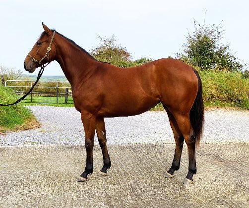 Highfield_CS's tweet image. #AutumnSale LOT349 #Equiano filly #machine … a filly that has done so well since picking her up last Nov #whatanengine 🍑 first foal out a wining mare-sister to #Migration (OR 113) &amp;amp; 2 #Lowther winners on the page #Swingalong #Soar #plentytolike @Goffs1866 @IrishNatStud 🐎🐎
