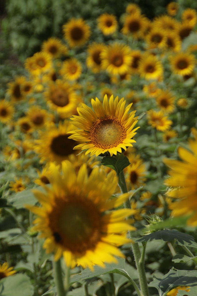 Sunflowers 😁