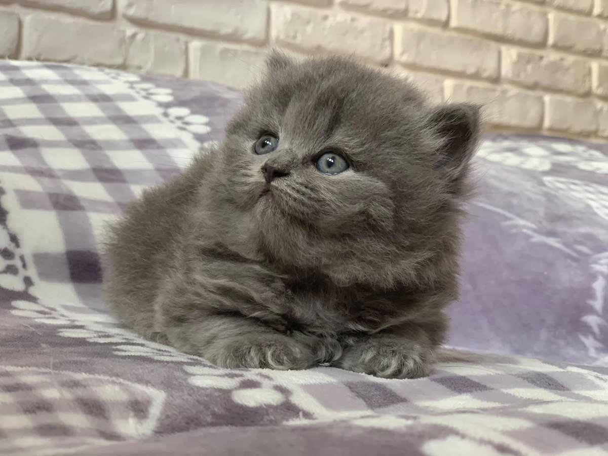 wattia_'s tweet photo. La piccola grande famiglia dei British #5039 🐻

 #catsofig #catsofinstagram #catsig #catsofworld #catsoftwitter #cats #cat #gatti #gatto #kittens #catsontwitter #caturday #catslover #cutecats #cuteanimals #animals #animali #britishshorthair #10ottobre https://t.co/P0FgWBAhXl