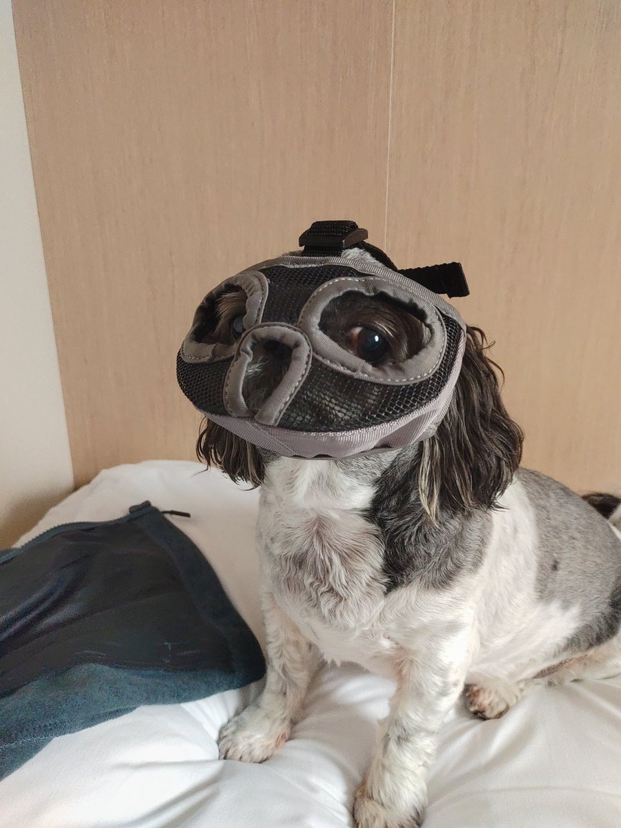 land_of_change's tweet photo. @Phil_Sledge Our little shih tzu had to be muzzled to get on a ferry :) https://t.co/FxGkwXKElh