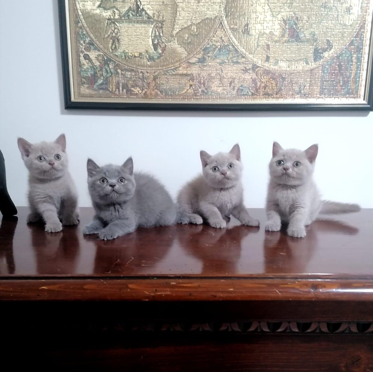 wattia_'s tweet photo. La piccola grande famiglia dei British #5040 🐻

 #catsofig #catsofinstagram #catsig #catsofworld #catsoftwitter #cats #cat #gatti #gatto #kittens #catsontwitter #caturday #catslover #cutecats #cuteanimals #animals #animali #britishshorthair #10ottobre https://t.co/ExRUOIlHbK
