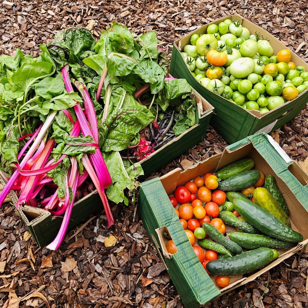 SustainableMert's tweet photo. Delighted to have @StGeorgesTrust on board as a #CommunityFridge food donorΒ π₯¬Our e-bike team collected the first batch of surplus produce harvested from their new veg patch. 'Clare's Sanctuary' is a start-up #DementiaFriendly garden for gardeners & carers to enjoyπ #FoodConnect https://t.co/6tNbg8WwwN