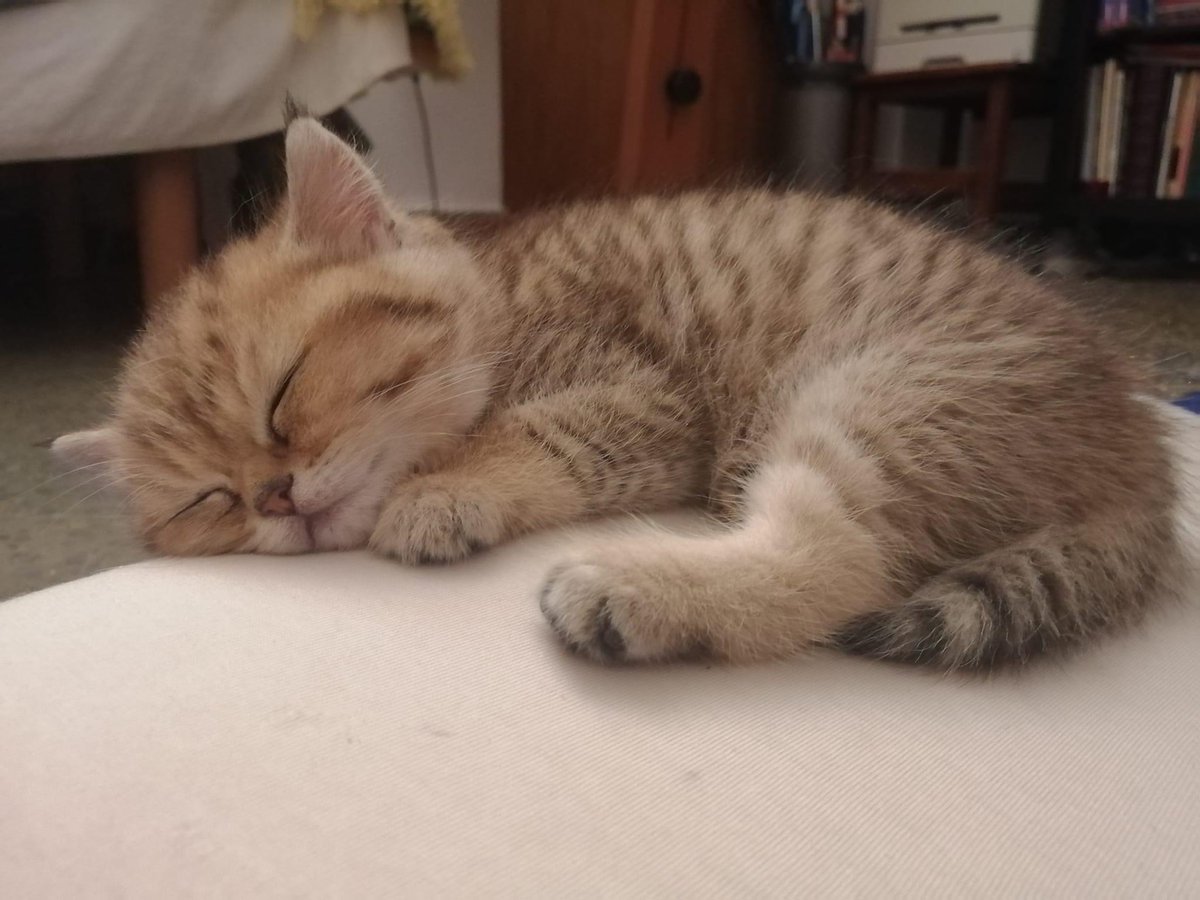 wattia_'s tweet photo. La piccola grande famiglia dei British #5041 🐻

 #catsofig #catsofinstagram #catsig #catsofworld #catsoftwitter #cats #cat #gatti #gatto #kittens #catsontwitter #caturday #catslover #cutecats #cuteanimals #animals #animali #britishshorthair #10ottobre https://t.co/BrBA4jVt2U