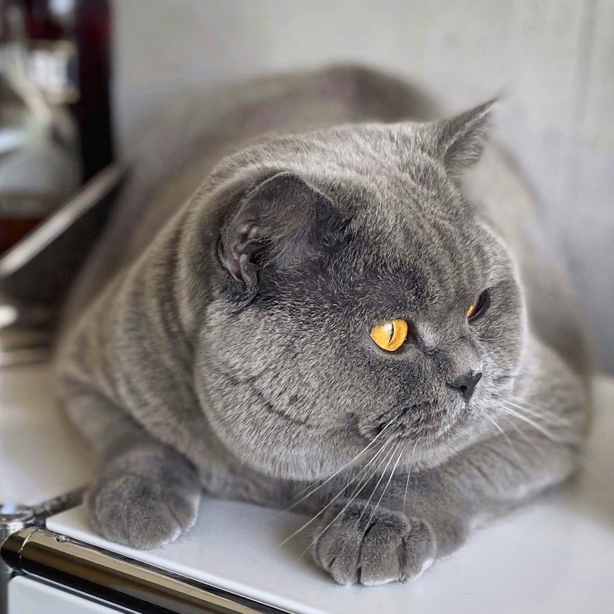 wattia_'s tweet photo. La piccola grande famiglia dei British #5041 🐻

 #catsofig #catsofinstagram #catsig #catsofworld #catsoftwitter #cats #cat #gatti #gatto #kittens #catsontwitter #caturday #catslover #cutecats #cuteanimals #animals #animali #britishshorthair #10ottobre https://t.co/BrBA4jVt2U