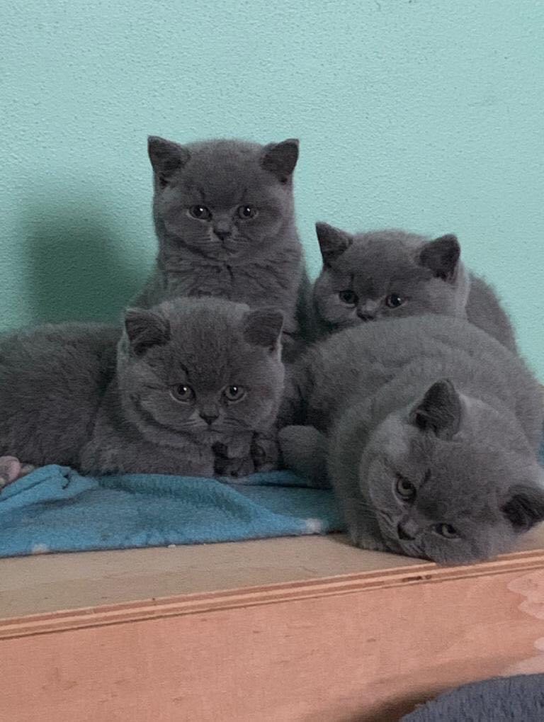 wattia_'s tweet photo. La piccola grande famiglia dei British #5042 🐻

 #catsofig #catsofinstagram #catsig #catsofworld #catsoftwitter #cats #cat #gatti #gatto #kittens #catsontwitter #caturday #catslover #cutecats #cuteanimals #animals #animali #britishshorthair #10ottobre https://t.co/itYqL1wSaG
