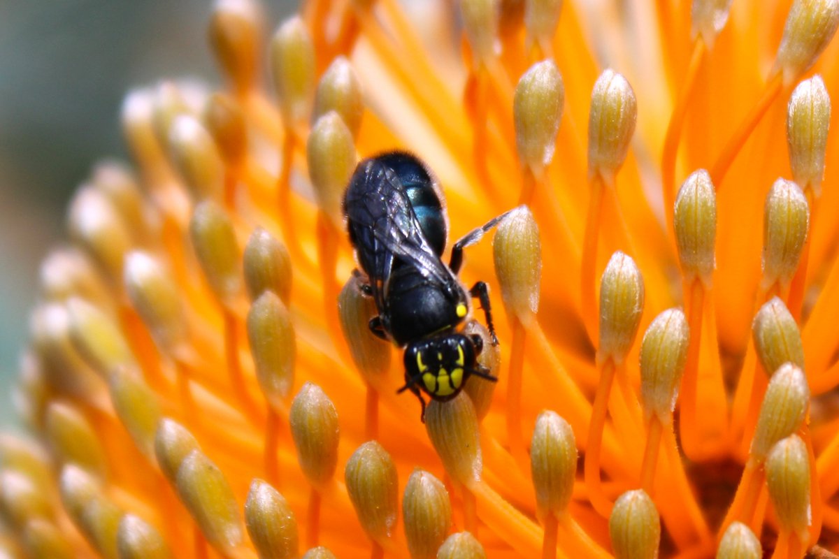 Sweet mercy of Hylaeus! 

This morning I spent some time with my camera and the blue banksia bees (Hylaeus alcyoneus) on campus at @EdithCowanUni. Stunning!

#Hylaeus #nativebee #Banksia #pollinators #nativepollinators #bee #WesternAustralia #pollination