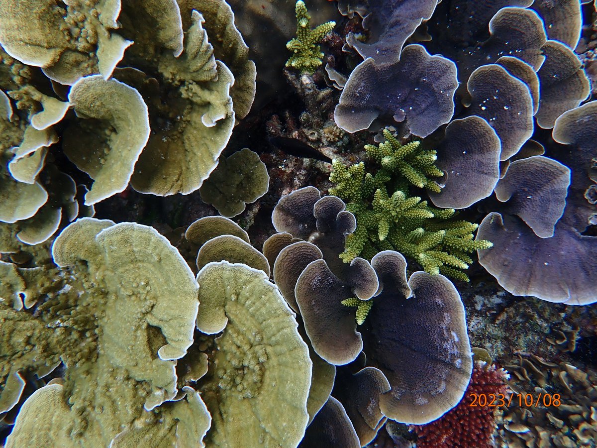 CoralkuMY's tweet photo. Our team has been putting in a huge effort over the past month to develop a phenotype selection framework for coral restoration. With 1 more month to go on our fieldtrip, we have #CBASS tested over 1,200 corals to identify heat tolerance of 12 species. 

We are all in #ForCorals! https://t.co/38GZhpl5to