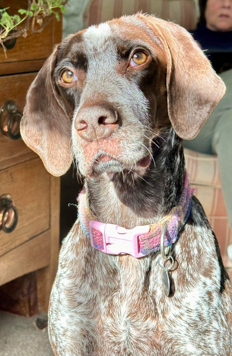 SueSal41757's tweet image. It’s a “hello “ from Audrey on this beautiful October day.#GermanPointer
