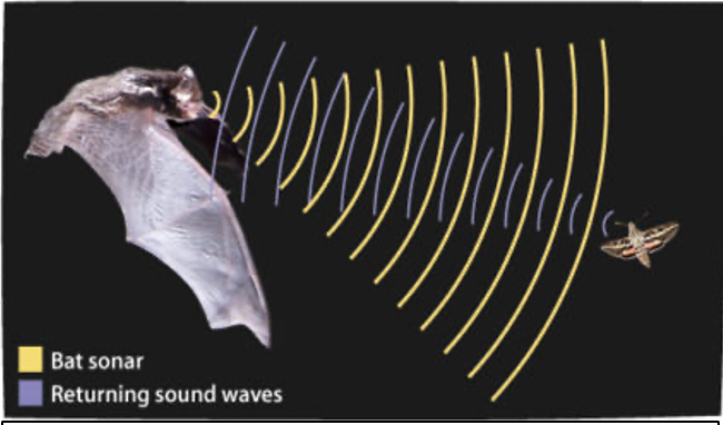 We will be advertising soon for a fully-funded 4-year PhD or 2-3 year post-doc studying how moths camouflage themselves against bat sonar! In collaboration with @WHalfwerk at @VUamsterdam and Liliana D'Alba @museumnaturalis. Informal inquiries welcome