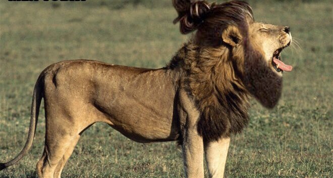 gr8foreststoner's tweet photo. @jasrifootball @GehlkenNFL 😂 found a pic of @MicahhParsons11 https://t.co/eFQGLFLhol
