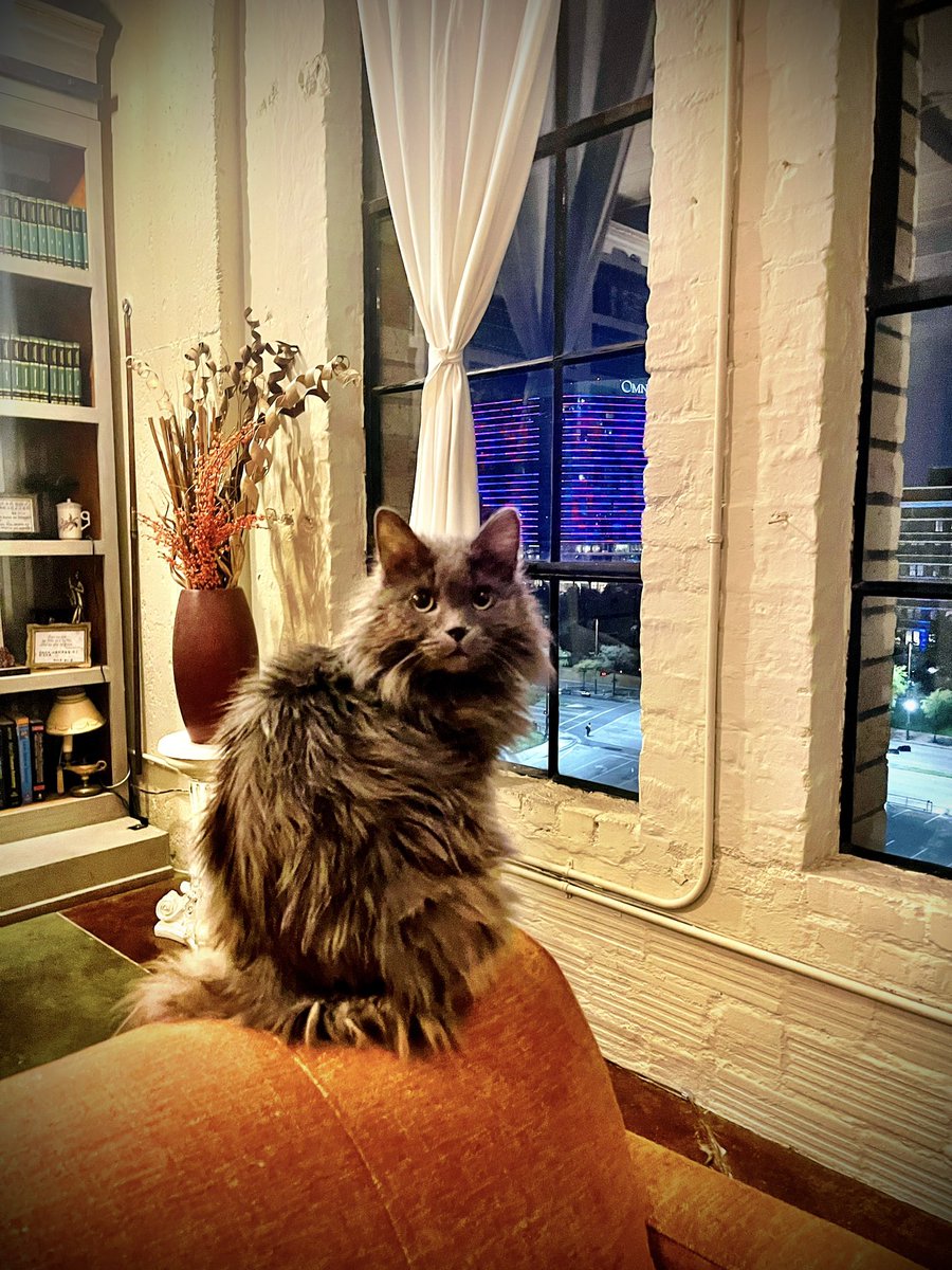 A little late to the #5amwritersclub today, but here is Charlie admiring the city lights. 😺

Wishing you all the most beautiful and joyful day!🌷

#WritingCommunity #CatsAreFamily