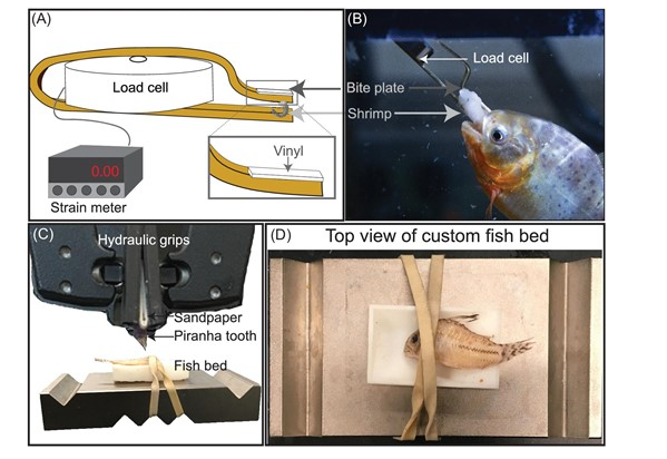 iobjournal's tweet photo. "Specifically, we investigated how resistant cory #catfish armor is to a range of natural and theoretical #piranha bite forces and how often this protection translated to survival from #predator attacks by Corydoras."
by Lowe , @KolmannMA &amp; @FABBLab 

https://t.co/5iXXiPQHIg https://t.co/YJg6wXLQny