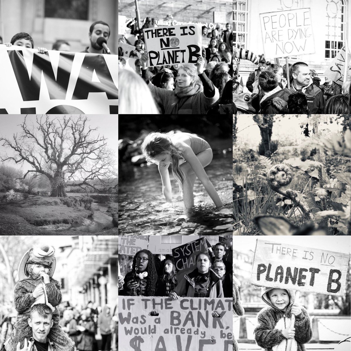 🌎🍎🐝🌳🌸 🍃💚🍃🌳👩🌾💪🏾 tweet media