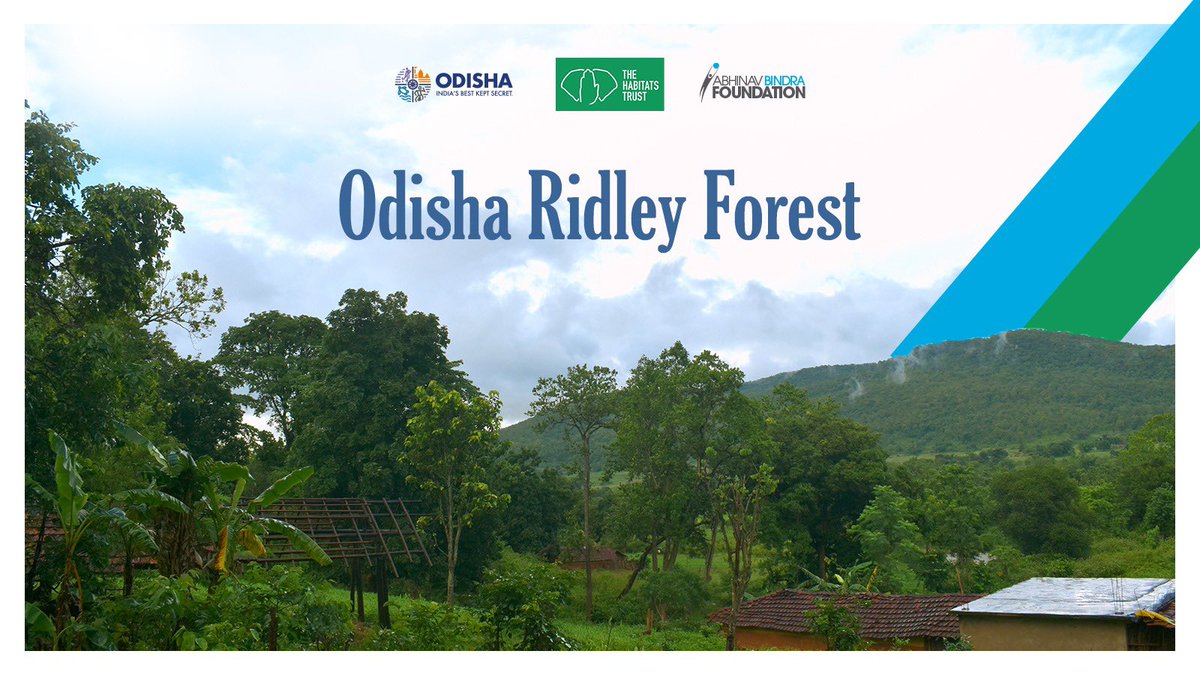 Introducing the 'Odisha Ridley Forest’. In partnership with the Odisha Government and The Habitats Trust, ABFT is proud to embark on a groundbreaking ecological restoration journey spanning 1,500 hectares of breathtaking Odisha.