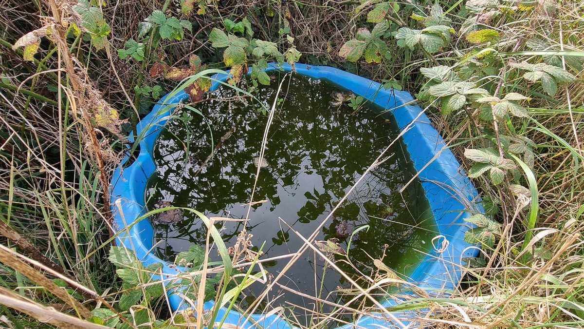 The Canoe River Cleaner tweet media