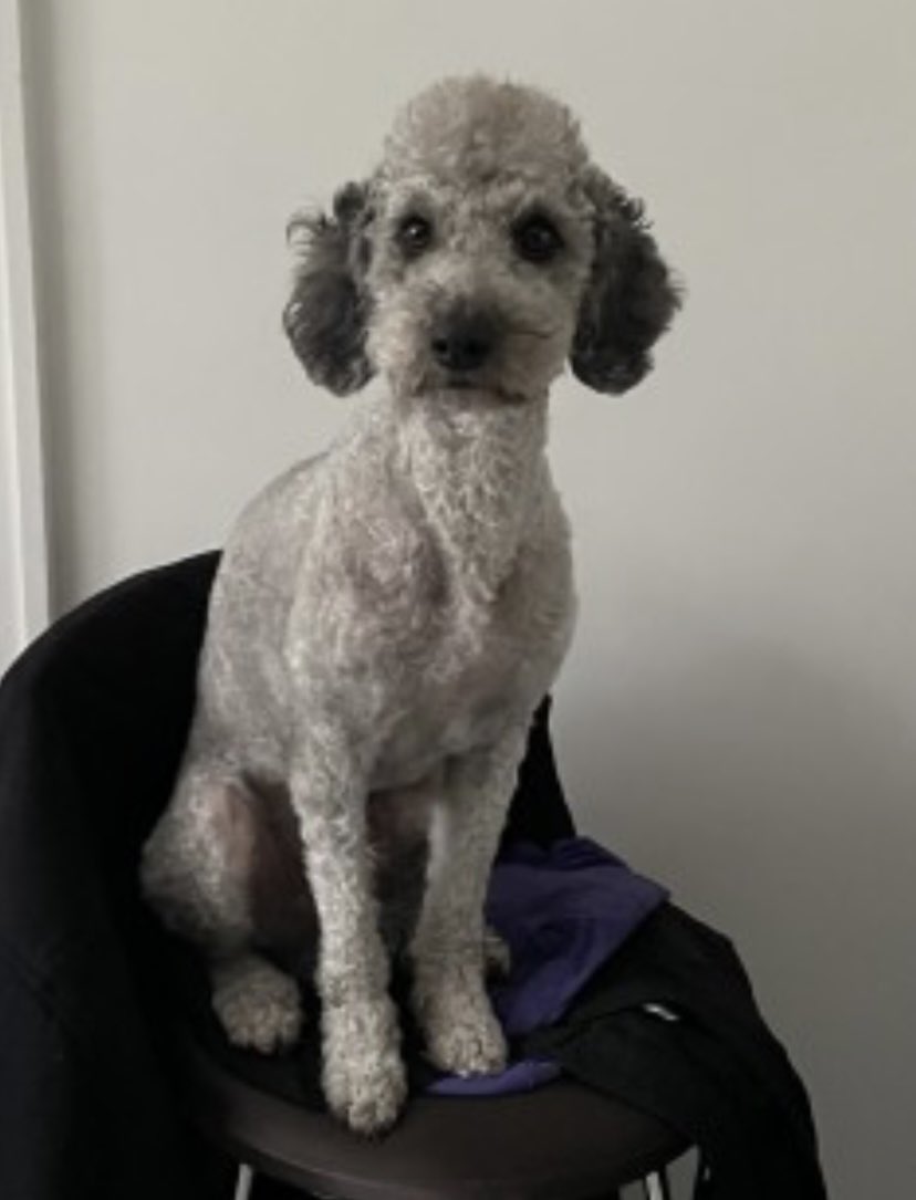 rosieDoc2's tweet photo. DEXTER missing Turnpike Lane, #TubeStation #N8 SOUTH EAST 9/10/23 

Male/adult #cockapoo white/grey grey stripe down spine 
CHIPPED&amp;NEUTERED 

DEXTER IS LOST! SMALL/MEDIUM COCKAPOO.
WHITE/GREY 

https://t.co/05xpy7V1XX

@juliagarland73 @JacquiSaid @thedogfinder @RachaelB100 https://t.co/6umcL6rq3J