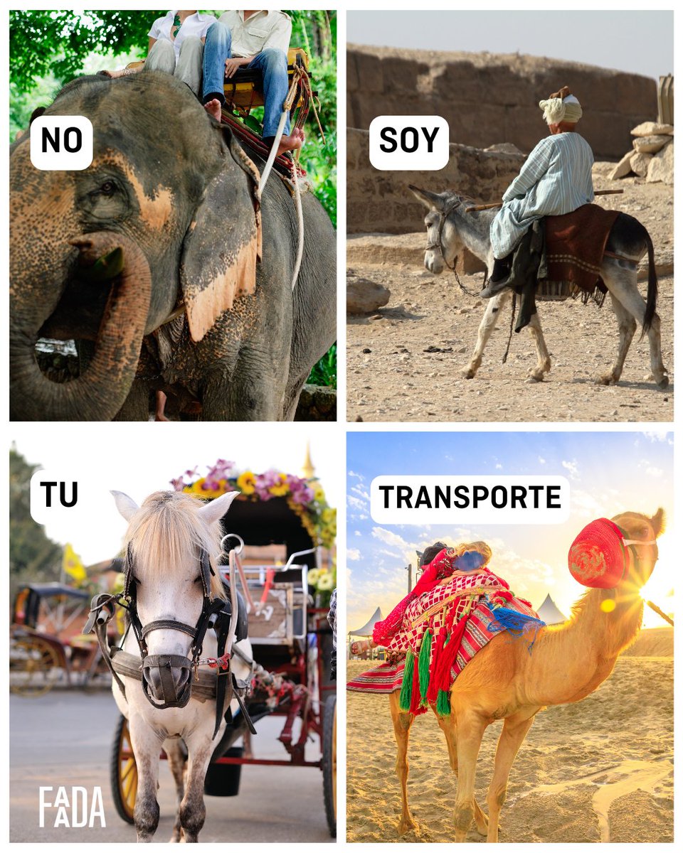 FAADAorg's tweet photo. 🔴🐘 Por favor, ¡infórmate y no participes en estas "atracciones turísticas" donde usan a los animales!🙏

🔒 Guárdalo y no te olvides de RT🚀

Descubre más en nuestra web: https://t.co/dPQOhfEPek https://t.co/R0YDPVyr2y