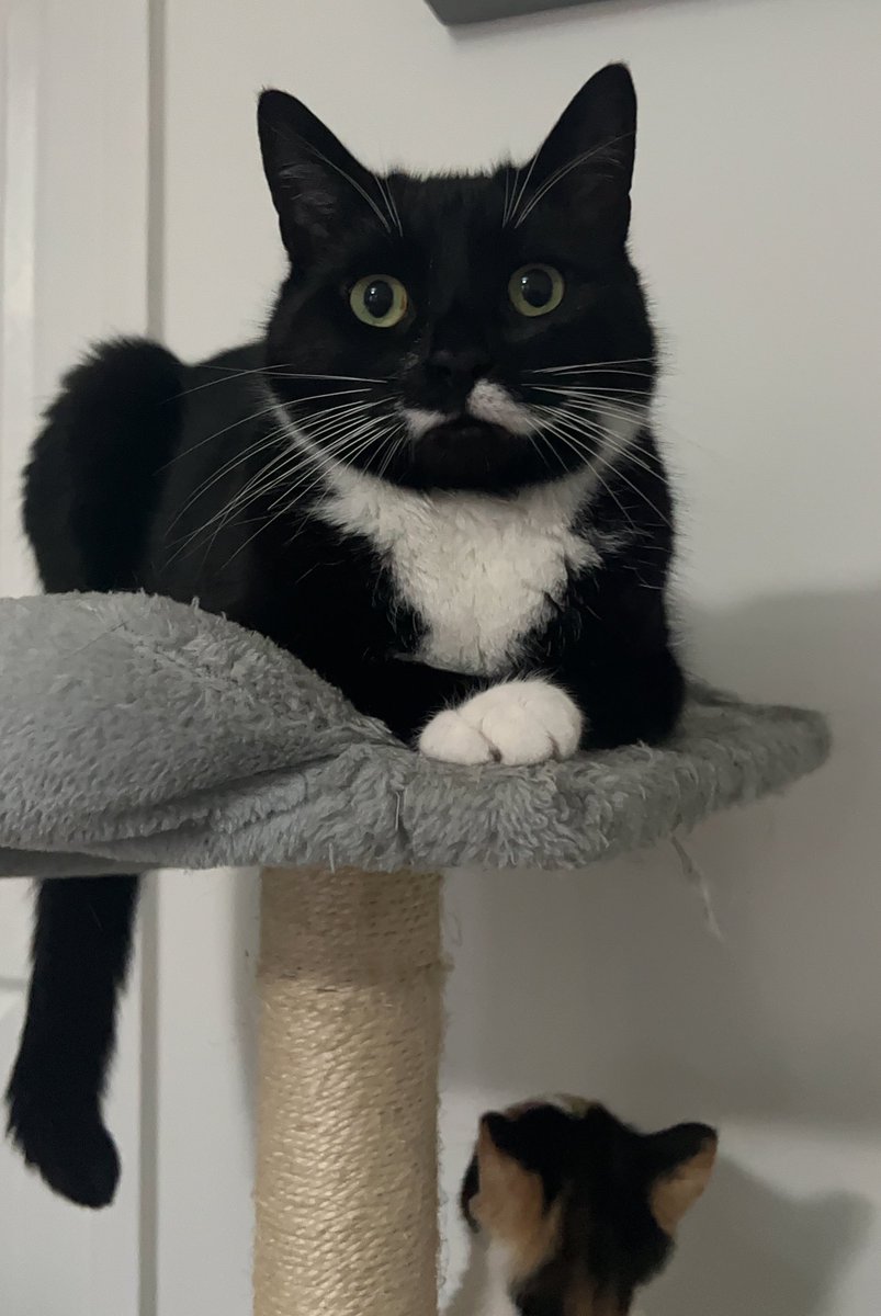 snowiisa's tweet photo. @cookieloona actually more on my cats bc I got better photos of them, Caillou (black and white) is my absolute soulmate and the sweetest cat to ever exist and Nova (kitten) I’ve had for about 3 weeks now and she’s such a troublemaker but so friendly too https://t.co/obEIT9PcKW