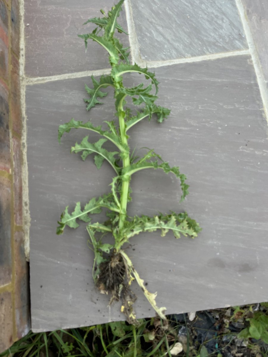 THGworks's tweet photo. On World Mental Health Day is it time to pull out the spikey weed from your head and help healing? Sending clarity and confidence to all who suffer and know I walk with you. Lead your people better with https://t.co/7WOD16IUyn #coaching #mentalhealth https://t.co/65s7wqaRDh