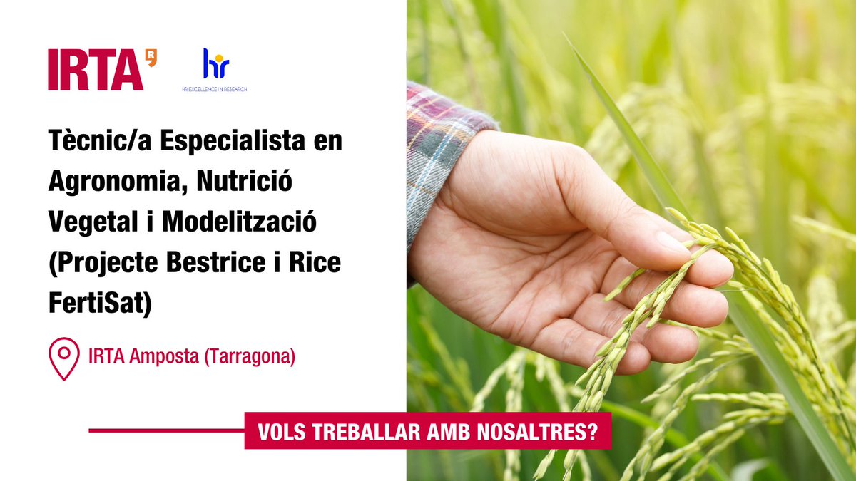 irtacat's tweet photo. Oferta de #feina IRTA:
Tècnic/a especialista en Agronomia, nutrició vegetal i modelització (Projecte #Bestrice i #RiceFertiSat)

⏳ Inscripcions fins el 14/10/2023
🗺️ IRTA Amposta (#Tarragona)

#IRTAjobs https://t.co/cbKaWZCCwO
