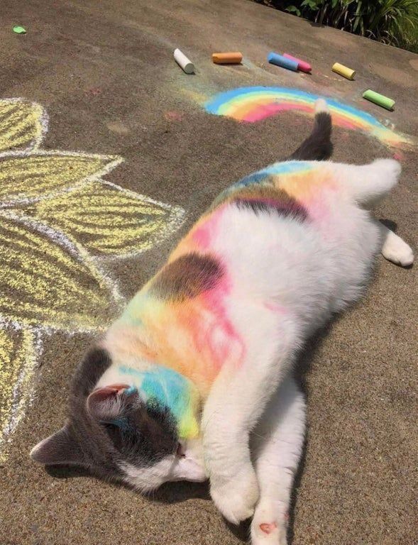 Why you should have a cat (@shouldhavecat) on Twitter photo 