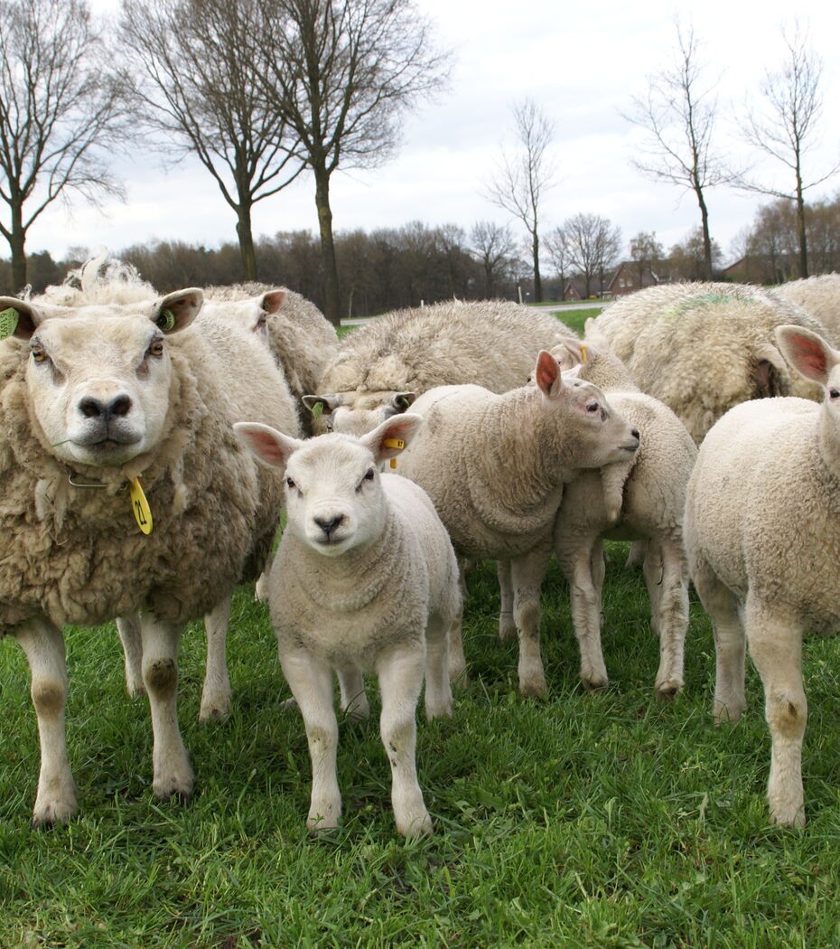 ZLTO's tweet photo. LTO vindt het belangrijk om haar leden te blijven informeren over de huidige stand van zaken rondom het blauwtongvirus en organiseert daarom met Royal GD een webinar. 🐑 🐄

Datum: Woensdag 11 oktober 2023
Tijd: 20:00 – 21:00 uur
Aanmelden 👉: https://t.co/mFdsajUYpu

#blauwtong https://t.co/bkfVXuXIlz