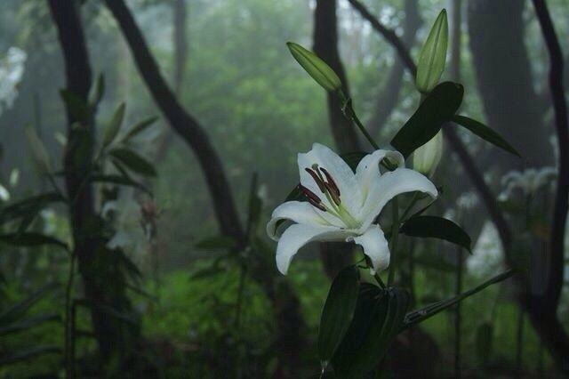 elemmiressoul's tweet photo. foggy forest. https://t.co/akqvdf6Xsd