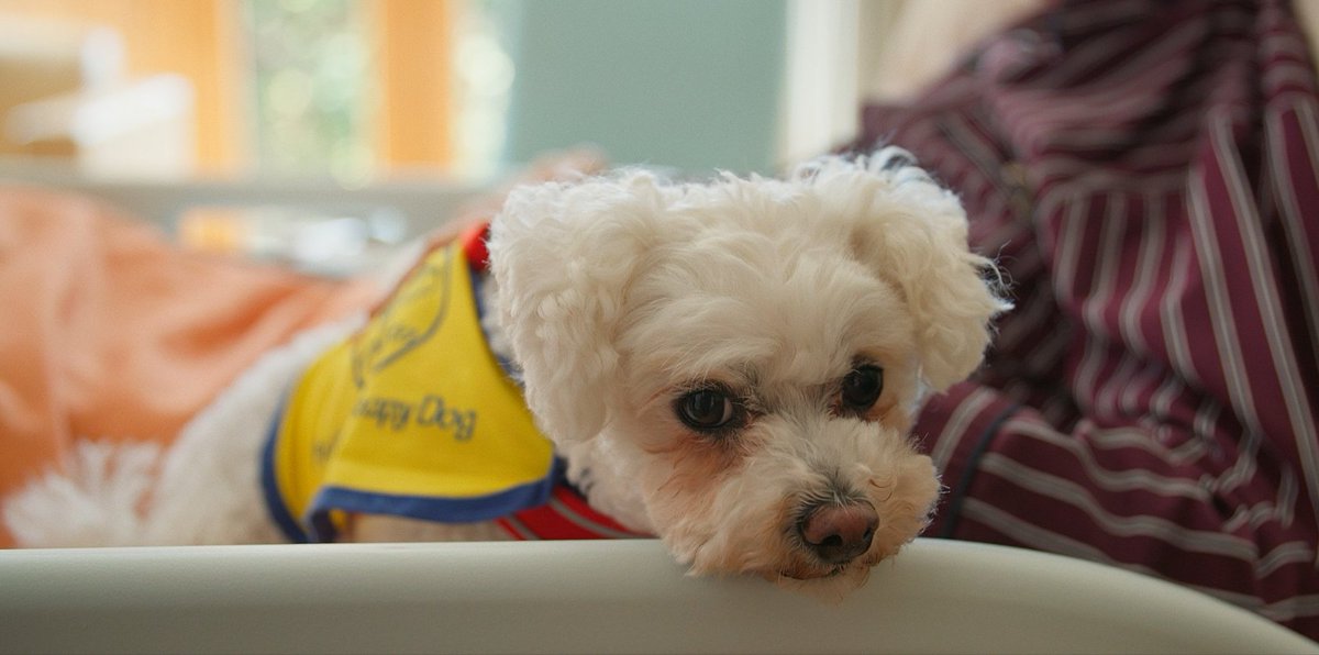 Please "paws" your day for a very special #MeettheTeam. This is Bo, #volunteer #therapydog in our Blanchardstown #hospice.   

Special thanks to Laurence McMahon for creating this beautiful piece of storytelling.

youtu.be/9VXbupqBfGQ?si…