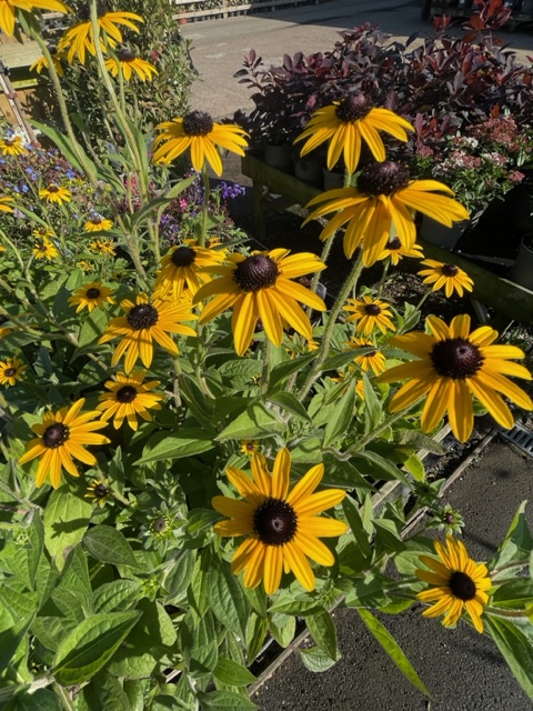 sempervirens13's tweet photo. Looking great in the nursery today 😍 Loads of new stock in to temp you #Sepmervirens #shoplocal #Whitton #Twickenham #Hounslow #Richmond #Teddington #Hampton #Sunbury #Gardening #plants https://t.co/vTyJnG5ziR