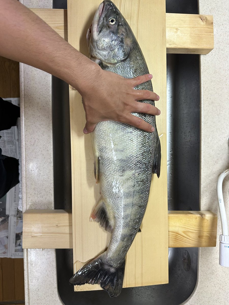 yarigunsan's tweet photo. 今シーズン4本目♀
#1年で3本しか釣ったことなかったから
#記録更新
#うれちい
#メスもいいけどでっかい銀ピカのオス
#とも一戦交えたい
#そしてサーモンカツを作るのが
#俺の夢
#鮭釣りの物置場所取りは
#優しいシャンクスも怒ると思う
#来年の10月のために今から場所とっちゃうぞって
#こんにゃろめ https://t.co/QKtdE5CXoi
