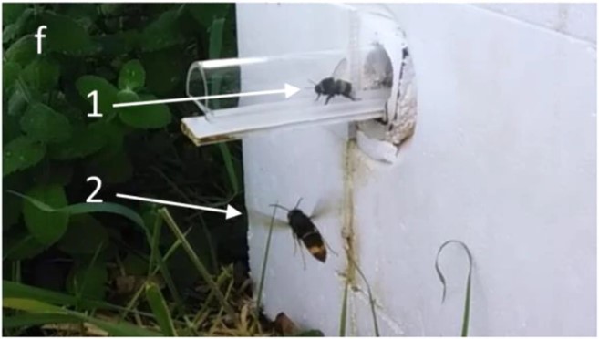 Research on the impact of the Asian #Hornet on bumble #bees by @TOSheaWheller and colleagues also featured in @TheTelegraphUK.
telegraph.co.uk/news/2023/10/0…
