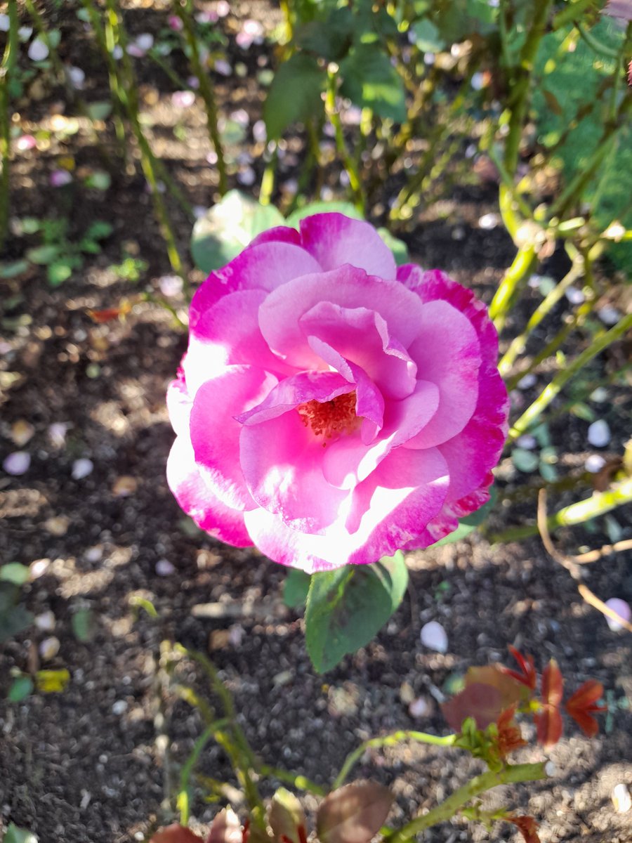 In beautiful Regents Park on my first day in old London town! #london #stayingawake #queenmarysrosegarden #sunny