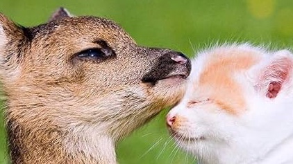 hugecatface's tweet photo. https://t.co/T57lndg02n