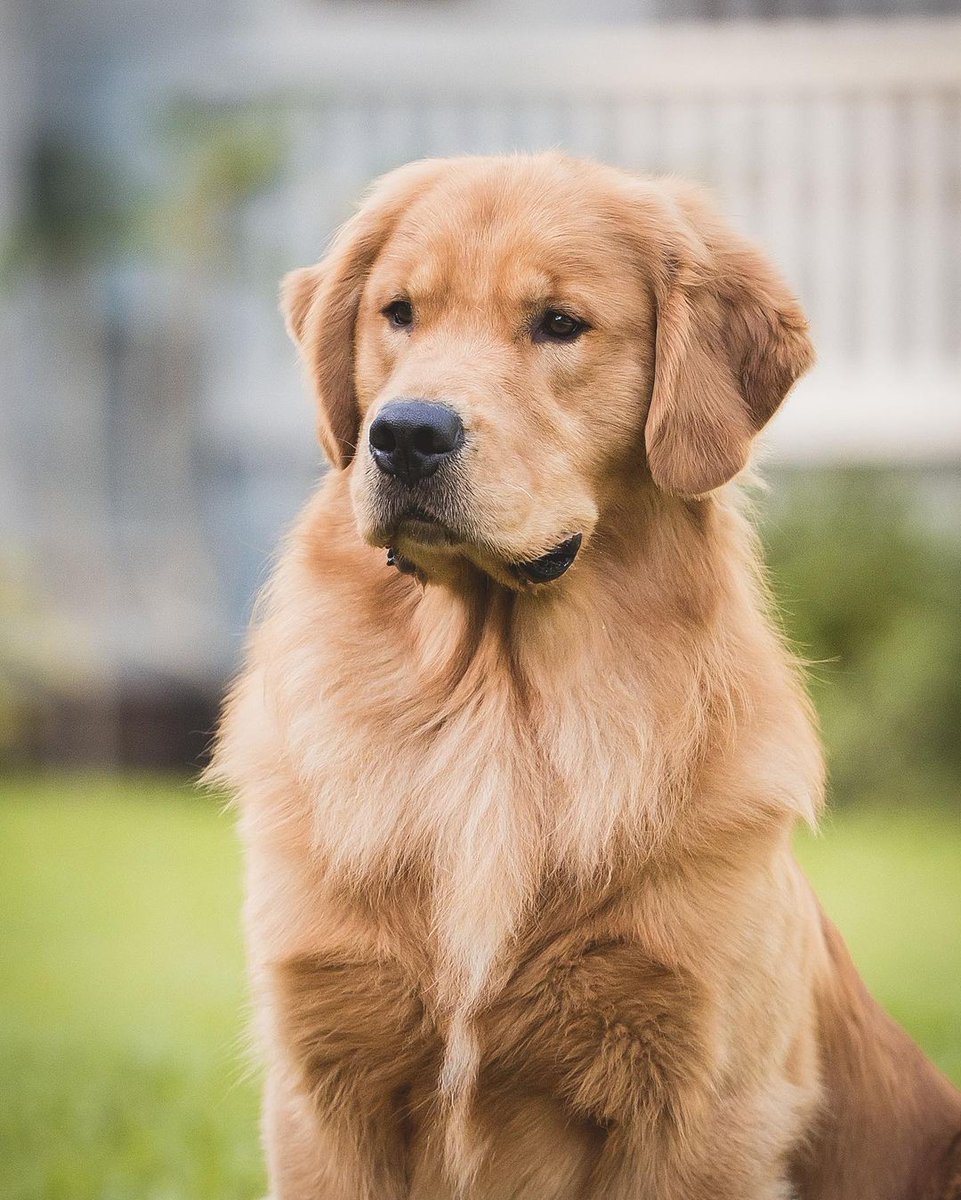 Rate cuteness
#dogsoftwitter #Goldenretrievers #goldenretrieverpuppy