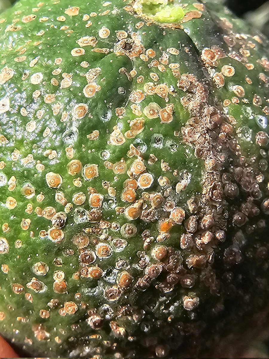 opcitex's tweet photo. The extension of summer temperatures through the autumn is leading to an explosion of citrus red scale. Aphytis sp., (yellow wasps) spontaneous or released won't control by itself the scales, you must intervene, you are still on time in mid/late varieties, not in the early ones. https://t.co/bVld2TEg4b