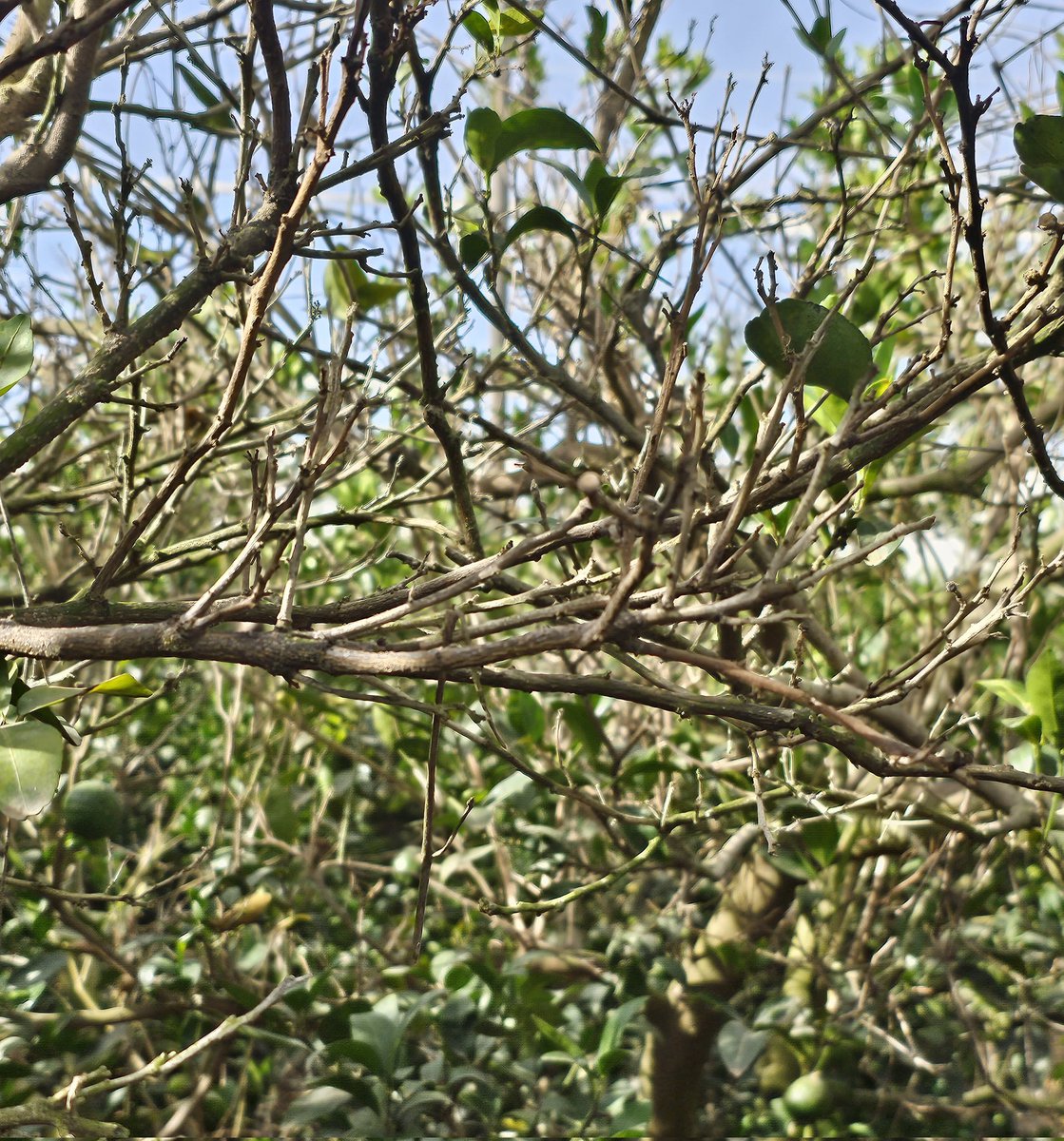 opcitex's tweet photo. The extension of summer temperatures through the autumn is leading to an explosion of citrus red scale. Aphytis sp., (yellow wasps) spontaneous or released won't control by itself the scales, you must intervene, you are still on time in mid/late varieties, not in the early ones. https://t.co/bVld2TEg4b
