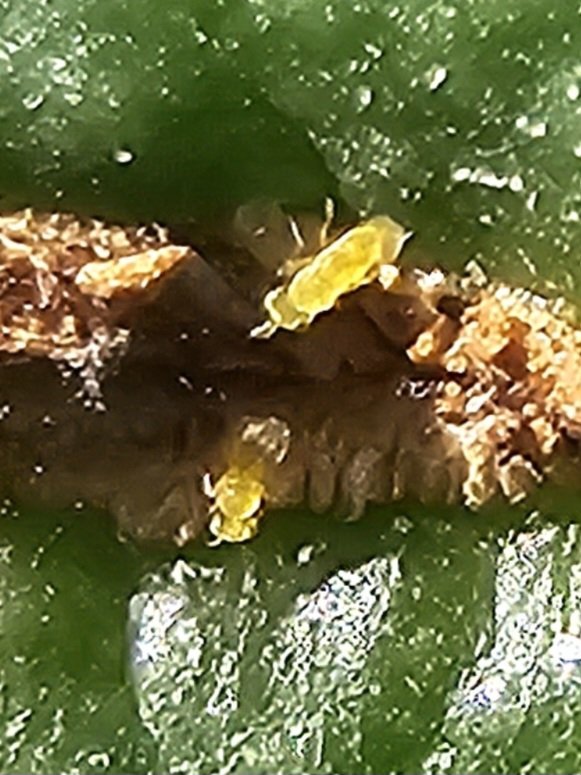 opcitex's tweet photo. The extension of summer temperatures through the autumn is leading to an explosion of citrus red scale. Aphytis sp., (yellow wasps) spontaneous or released won't control by itself the scales, you must intervene, you are still on time in mid/late varieties, not in the early ones. https://t.co/bVld2TEg4b