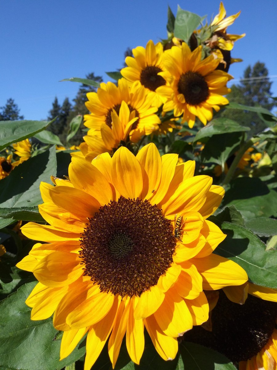 VanCity_Chic's tweet photo. 🌻🌾 #StandwithUkraine 🇺🇦 https://t.co/mNJ3eBFtgw
