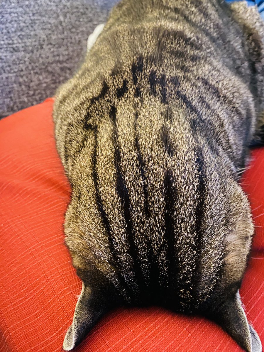 #TabbyTuesday racing stripes.
And face plant. 
😹 — Remy

#tuesdaymotivations #tuesdayvibe #CatsOfX #CatsOfTwitter #KittyTwitter