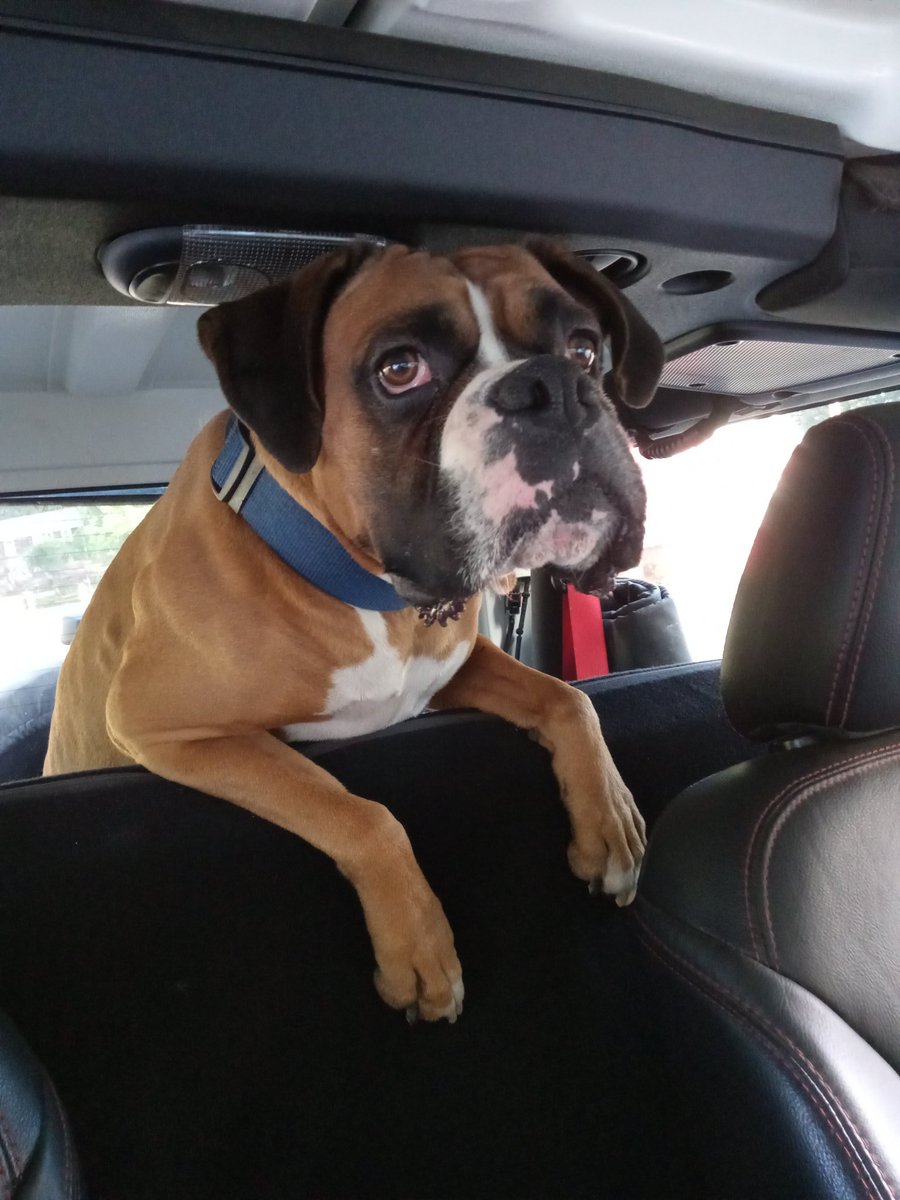 Pam_IAhawk's tweet photo. @K9Arlo https://t.co/Xi030rMqxD