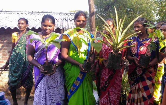 truptilahiri's tweet photo. When a sapling is nurtured, it nourishes us more. Our horticulture project is a shining example of this. Few years ago, we had distributed saplings of papaya, banana, pineapple etc to the Katkari community. Today they are a major source of nutritional &amp; financial support to them. https://t.co/G9uhju4jZC