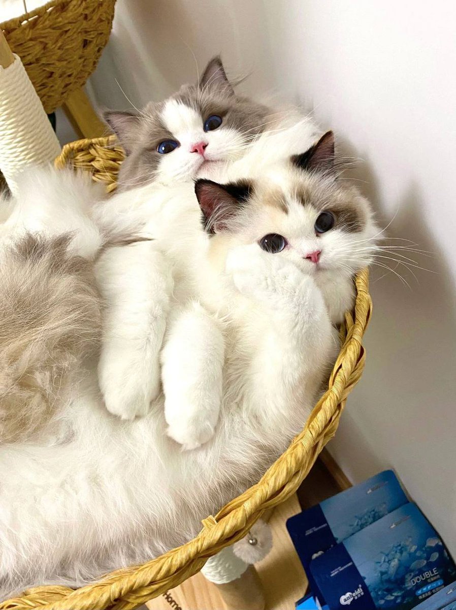 ShellyHayes28's tweet photo. Cats are such creatures that fascinate people because they have a temperament that looks down on you regardless of whether you are rich or poor. https://t.co/P5bYTAiwjk