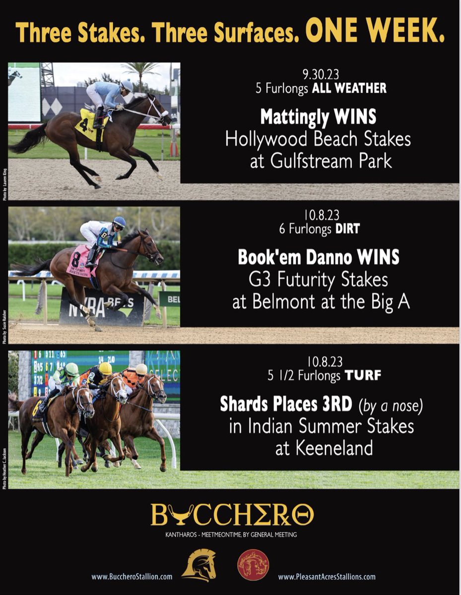 theTDN's tweet photo. Three Stakes...Three Surfaces…One Week: @Buccherostud, sire of…
🏆 Mattingly, winner of the Hollywood Beach Stakes 
🏆 Book’em Danno, winner of the GIII Futurity Stakes
🏆 Shards Place, 3rd (by a nose) in the Indian Summer Stakes https://t.co/NszAHWSBkM