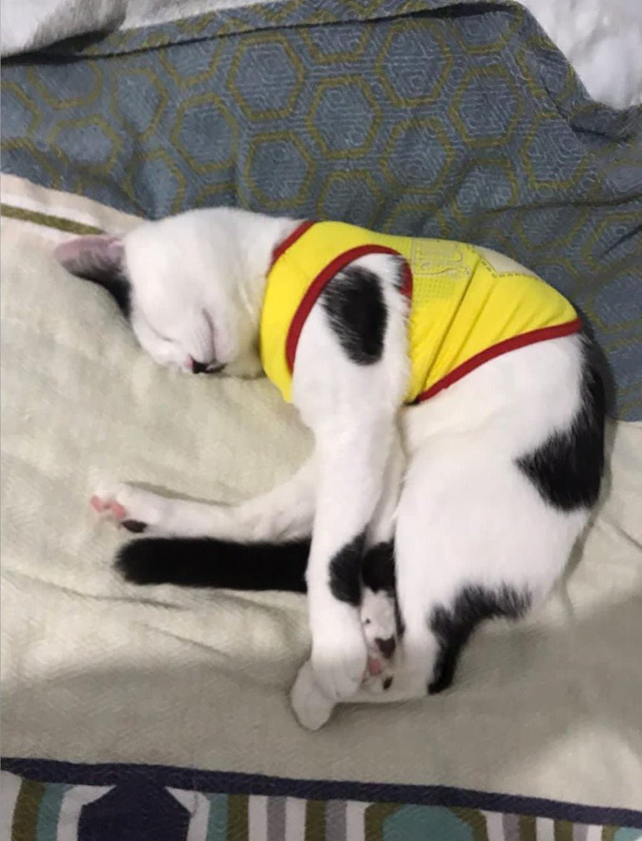 🏡Behlül yuva arıyor 
1.5 yaşında sağlıklı, kısır, aşıları tam, çipli, çok sakin ve sevimli oğluşa yuva arıyoruz. Lütfen paylaşım desteği verebilir misiniz. Şimdiden çok teşekkür ederim ❤️❤️❤️
Konum: İstanbul
Telefon: 0507 543 95 55