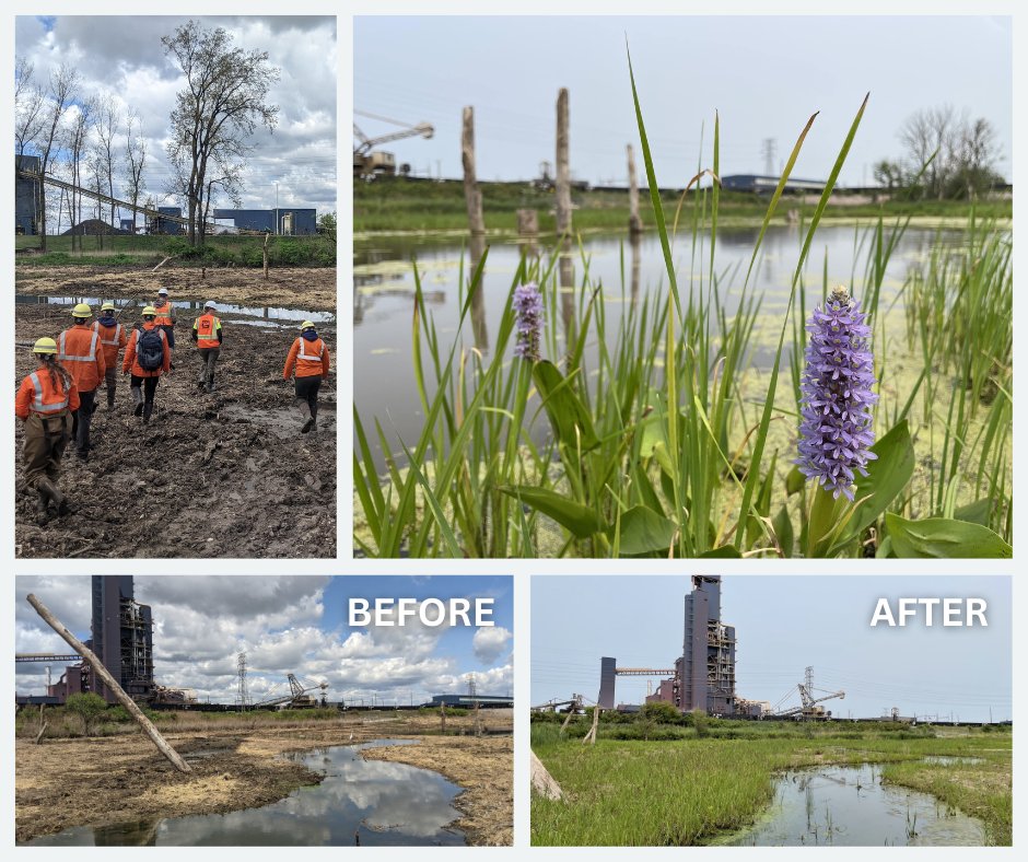 This summer, we worked with #H2Ohio partners to restore #nativevegetation at #DuckCreek to revitalize habitat and improve watershed function. To read more about this exciting ecological transformation, visit enviroscienceinc.com/duck-creek-res…. #ecologicalrestoration #wetland @ohiodnr  🌿