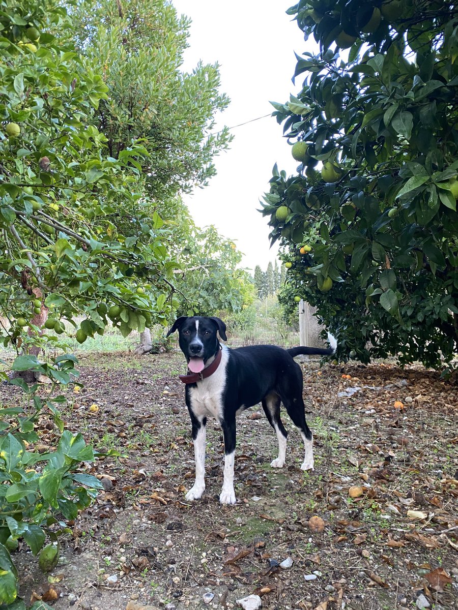 holaa!! aquesta és na Lila, i cerca una casa nova per viure
a ca nostra no la podem tenir, perquè se baralla amb s’altra cussa que tenim
és una cussa de quasi 2 anys, molt simpàtica i amb molta energia😊