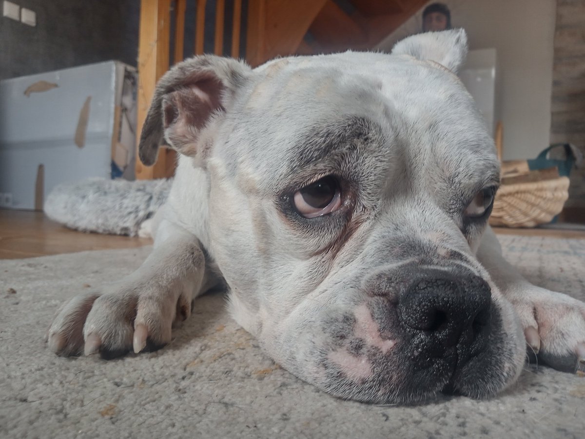 My beloved and faithful friend is gone from me, painful is the parting from you. All who knew your essence will miss you. Bommel I loved you very much. Rest in peace