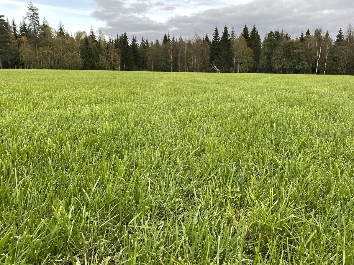 Great to see a really beautiful 5th year old #nutrifibre field after 4th cut in Sweden where the average persistence of grassland is around 3-4 years with mostly Timothy as gras #winterhard #tallfesque @gullviks