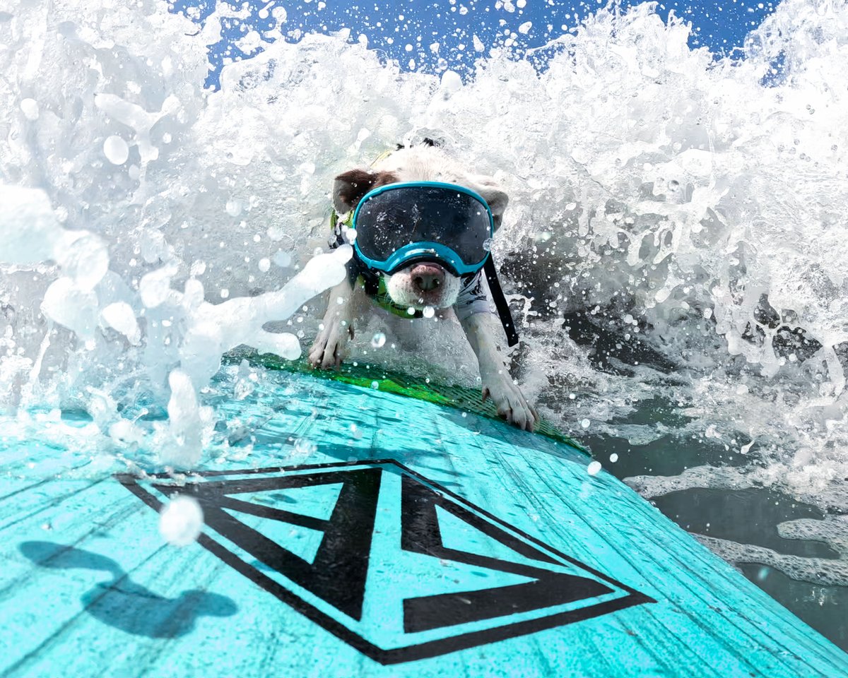 GoPro tweet media